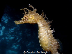 Hippocampus guttulatus
It was under the jetty like a Bay... by Cumhur Gedikoglu 